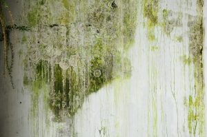 Damp